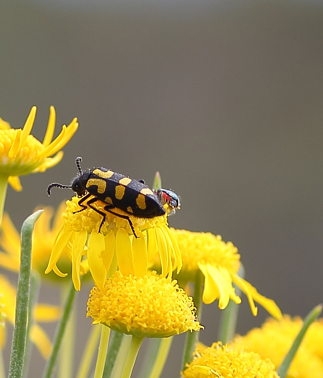 beetle flowers