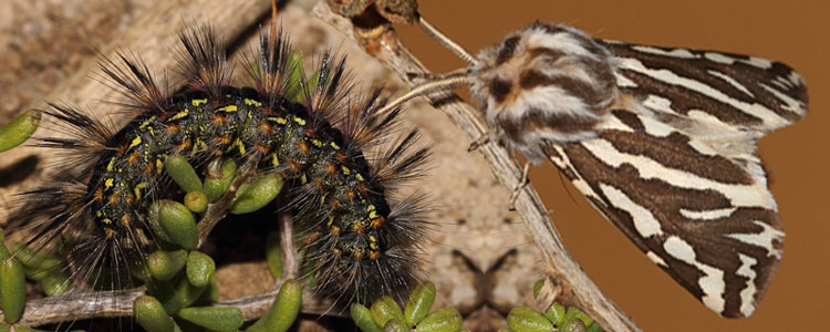 Caterpillar and moth of Paralacydes vocula reared on Lycium spp. (Solanaceae)
