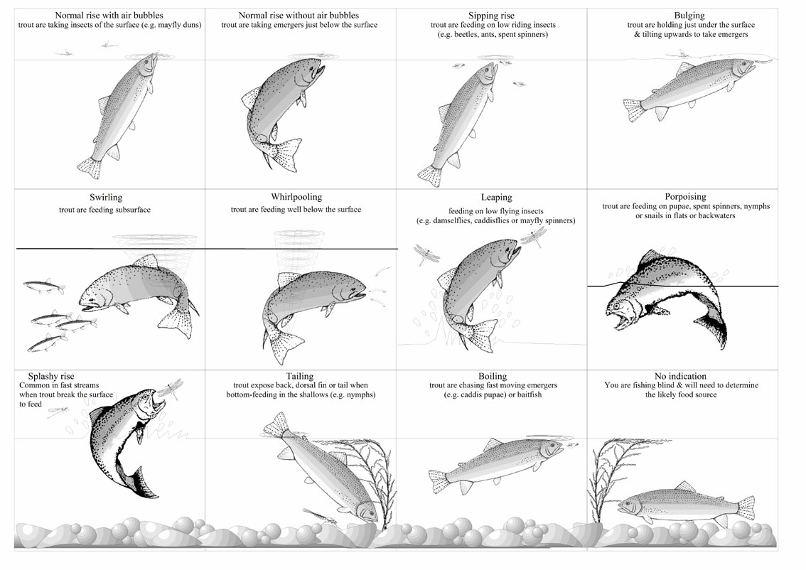 Trout feeding patterns